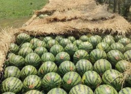 2021吃瓜群,揭秘娱乐圈幕后风云