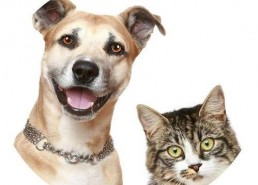 娱乐吃瓜酱宠物疫苗本,吃瓜酱带你全面了解宠物疫苗接种知识