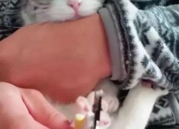 娱乐吃瓜酱剪猫,揭秘“剪猫”背后的故事与真相