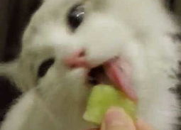 吃瓜少女猫娱乐