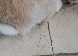 娱乐吃瓜小兔兔,小兔兔的吃瓜日常