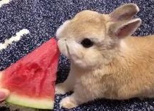 娱乐吃瓜小兔子,娱乐圈吃瓜小兔子的幕后故事