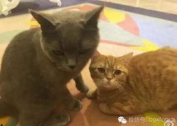 娱乐圈吃瓜猫咪是谁呀,揭秘网络红星的幕后推手