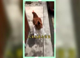 吃瓜群众娱乐版下载