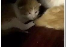 娱乐吃瓜酱小动物视频,小动物娱乐视频大盘点