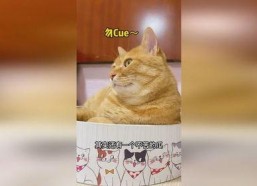 吃瓜猫娱乐,揭秘娱乐圈幕后故事，带你领略明星真实生活