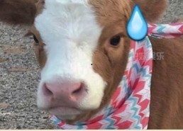 抖音搜娱乐吃瓜酱,揭秘“娱乐吃瓜酱”背后的热门话题与趣味瞬间