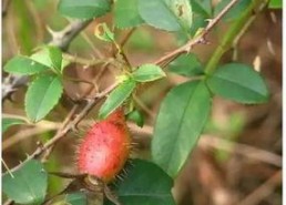 娱乐吃瓜菌子,揭秘娱乐圈那些不为人知的幕后故事