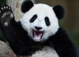 娱乐吃瓜大熊猫,揭秘大熊猫的娱乐生活