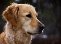 金毛siri娱乐吃瓜君,揭秘娱乐圈那些不为人知的幕后故事