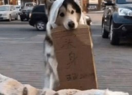 娱乐吃瓜酱小狗看坐在小车里,揭秘小车里的大秘密