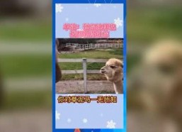 娱乐吃瓜歌曲有哪些,盘点那些让人捧腹大笑的娱乐歌曲