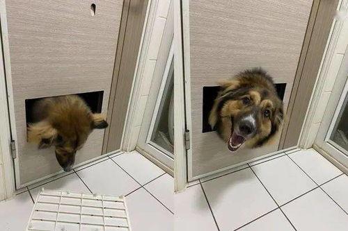 娱乐吃瓜养狗视频在线观看,在线观看乐翻天！